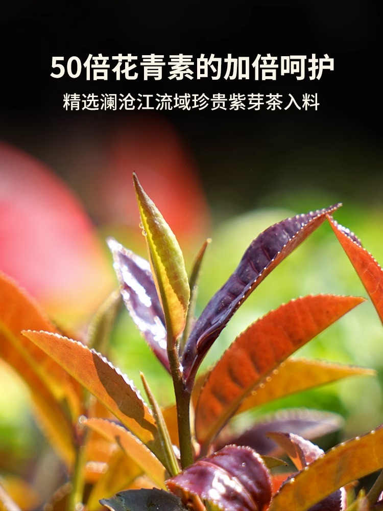 【新品】澜沧古茶2023年紫芽熟茶小饼普洱茶熟普茶茶叶茶饼礼盒装 - 图1