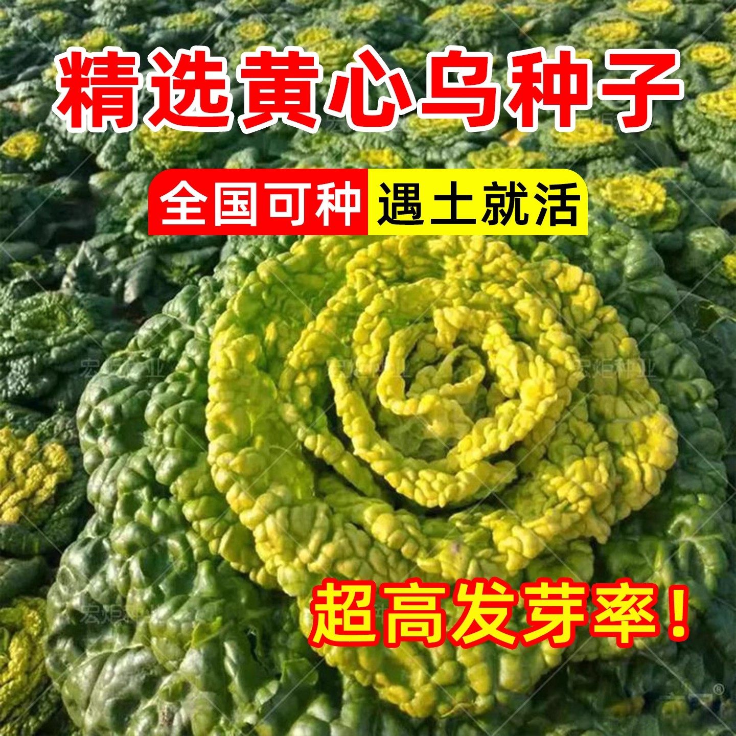 淮南黄心乌塌菜种籽菊花心菜秋季耐寒冬季蔬菜淮南雪里乌菜种子孑,淘宝优惠券,粉丝福利购,淘宝优惠卷