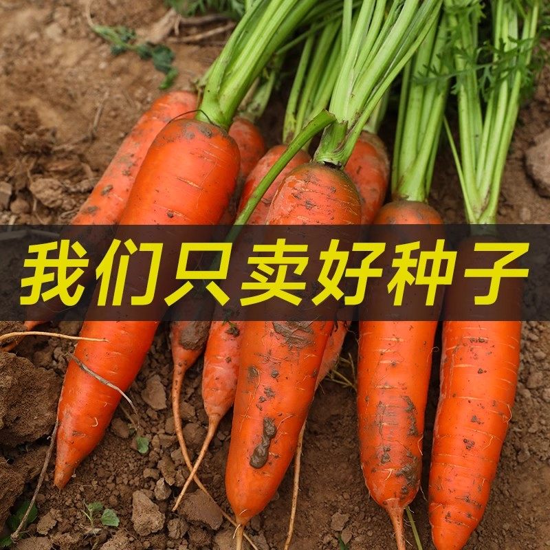 胡萝卜种子阳台盆栽老品种甜脆小萝卜四季水果种孑早熟高产蔬菜籽,淘宝优惠券,粉丝福利购,淘宝优惠卷