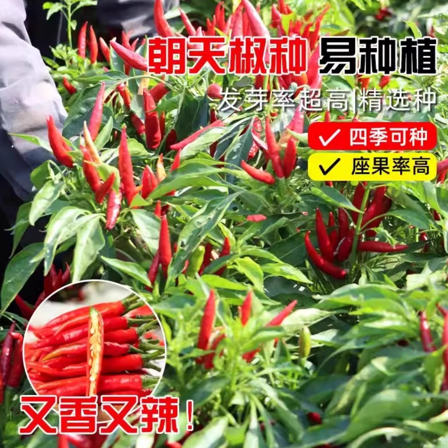 朝天椒种子超辣小米椒青椒早熟辣椒种籽阳台盆栽四季农家蔬菜种孑,淘宝优惠券,粉丝福利购,淘宝优惠卷