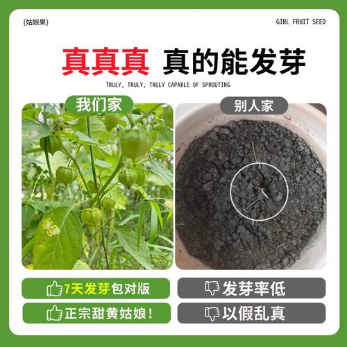 姑娘果种籽超甜特大果种子东北黄菇娘果阳台盆栽庭院奇异水果种孑 - 图1
