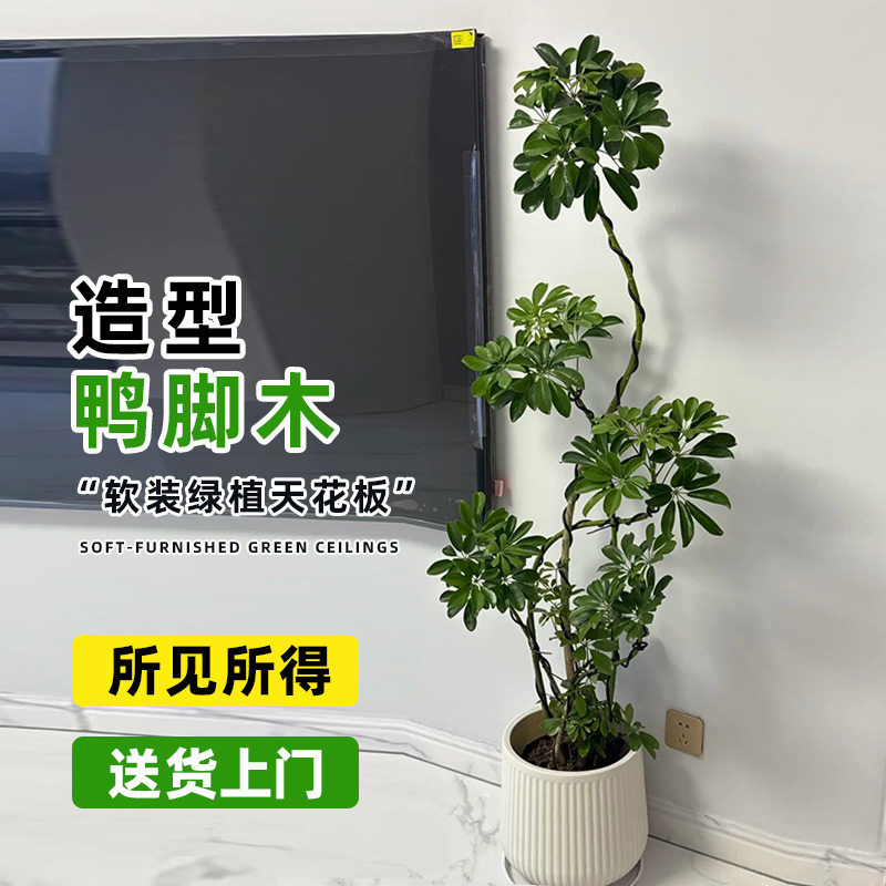 造型鸭脚木客厅大盆栽鸭掌木鹅掌柴室内绿植大型四季常青真花植物,淘宝优惠券,粉丝福利购,淘宝优惠卷