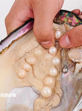 天然淡水珍珠蚌河蚌爱迪生取珍珠单珠多珠蚌自己开壳活体鲜活包邮