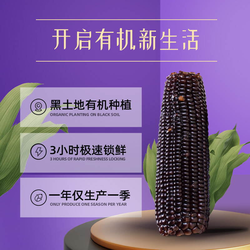 东北有机黑糯玉米棒新鲜采摘粗粮代餐软糯香甜黏嫩轻食代餐苞米棒