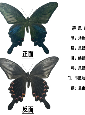 碧凤蝶标本真蝴蝶已展翅原蝶未展
