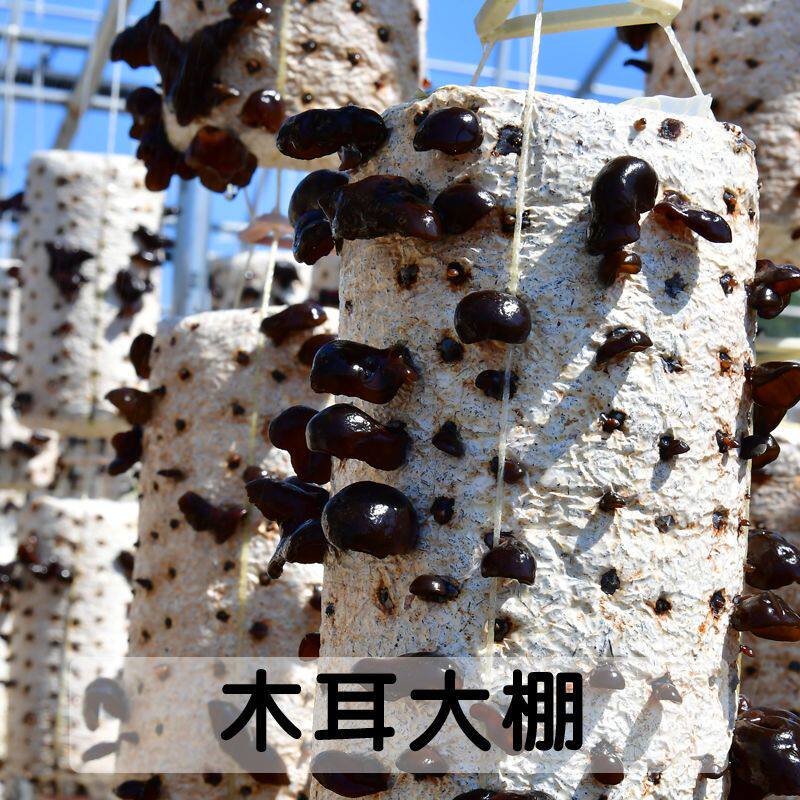  美焰山黑木耳