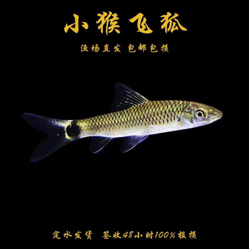 小猴飞狐黑线飞狐水草缸除黑毛藻强力除藻工具鱼一线飞狐金线活体 - 图1