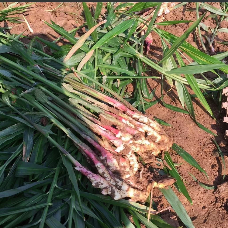 云陵铜陵糖醋白姜姜芽泡菜咸菜嫩姜芽生姜腌制姜片健康安徽特产 - 图0