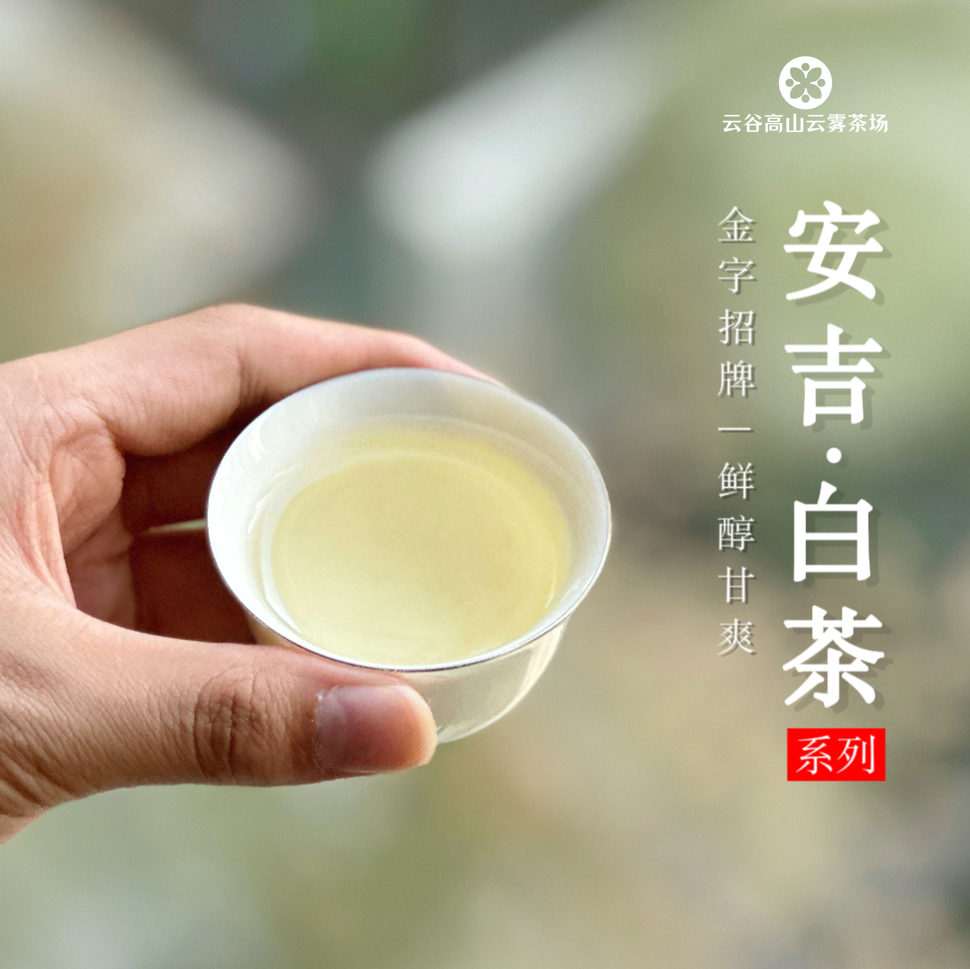 【明前】2024年云谷五星小白凤正宗高山云雾茶安吉白茶50g/品鉴装 - 图2