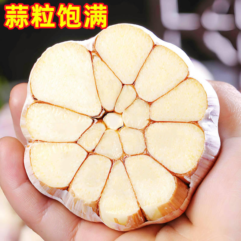 云南新鲜大蒜干蒜头5斤特大整箱紫皮大蒜多瓣蒜种子蒜批发10包邮