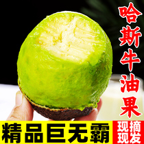 Yunnan Hasbull Oil Fruits Justified Season Jumbo Fruits Fresh Fruits Fresh Fruit Homegrown Non-Imported Cooked Through Fruit Whole Boxes