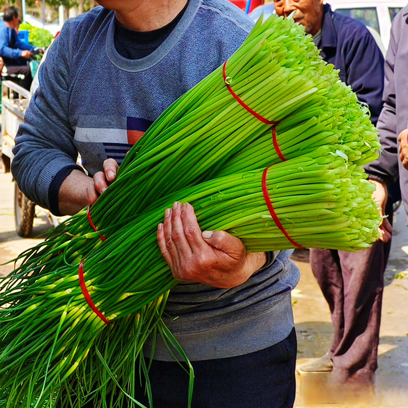 2024年新鲜蒜苔5斤河南蒜苔新鲜超嫩蒜苗心蒜薹蒜台整箱批发包邮