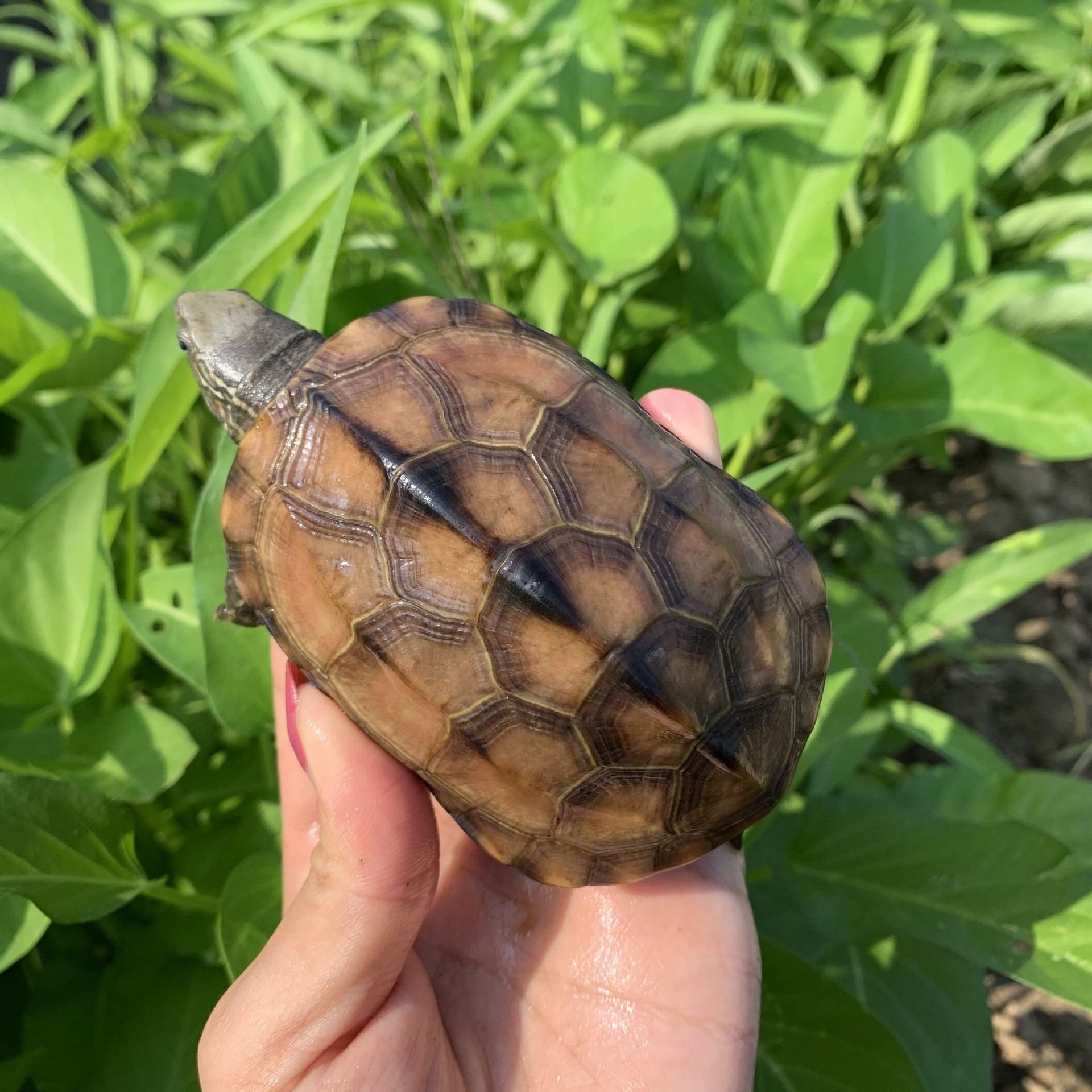 草龟乌龟活物小乌龟活物中华草龟草龟活物墨龟水龟宠物龟观赏龟,淘宝优惠券,粉丝福利购,淘宝优惠卷