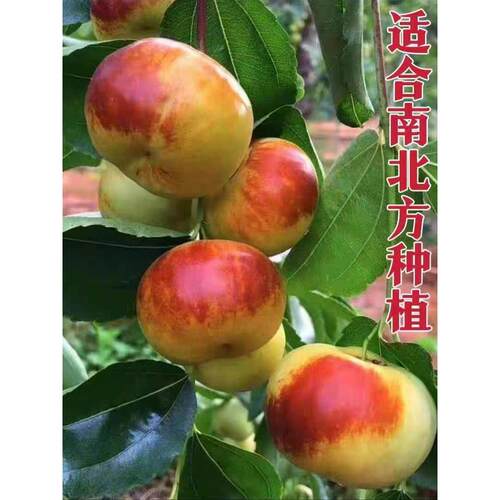 特大冰糖蟠枣树苗耐寒南北方种植盆栽地栽当年结果脆甜枣树活苗 - 图2
