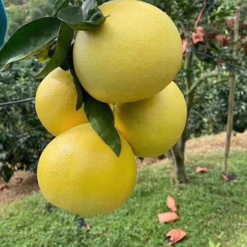 新品种金丝柚子苗冰糖柚蜜柚树苗嫁接柚子树苗甜蜜柚树苗当年结果 - 图2