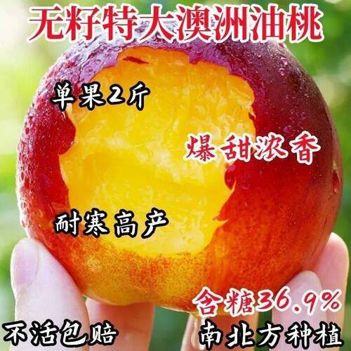 早熟新品种油桃苗特大脆甜盆栽地栽南北方种植当年结果嫁接桃树苗 - 图0