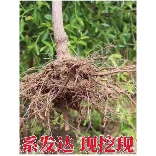特大冰糖蟠枣树苗耐寒南北方种植盆栽地栽当年结果脆甜枣树活苗 - 图1