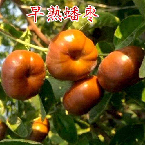枣树活苗新品种特大帝王蟠枣树苗南北方四季种植果树树苗当年结果 - 图2