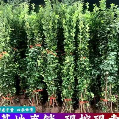 围墙篱笆植物围栏绿篱北海道黄杨苗庭院四季常青绿化大叶冬青树苗