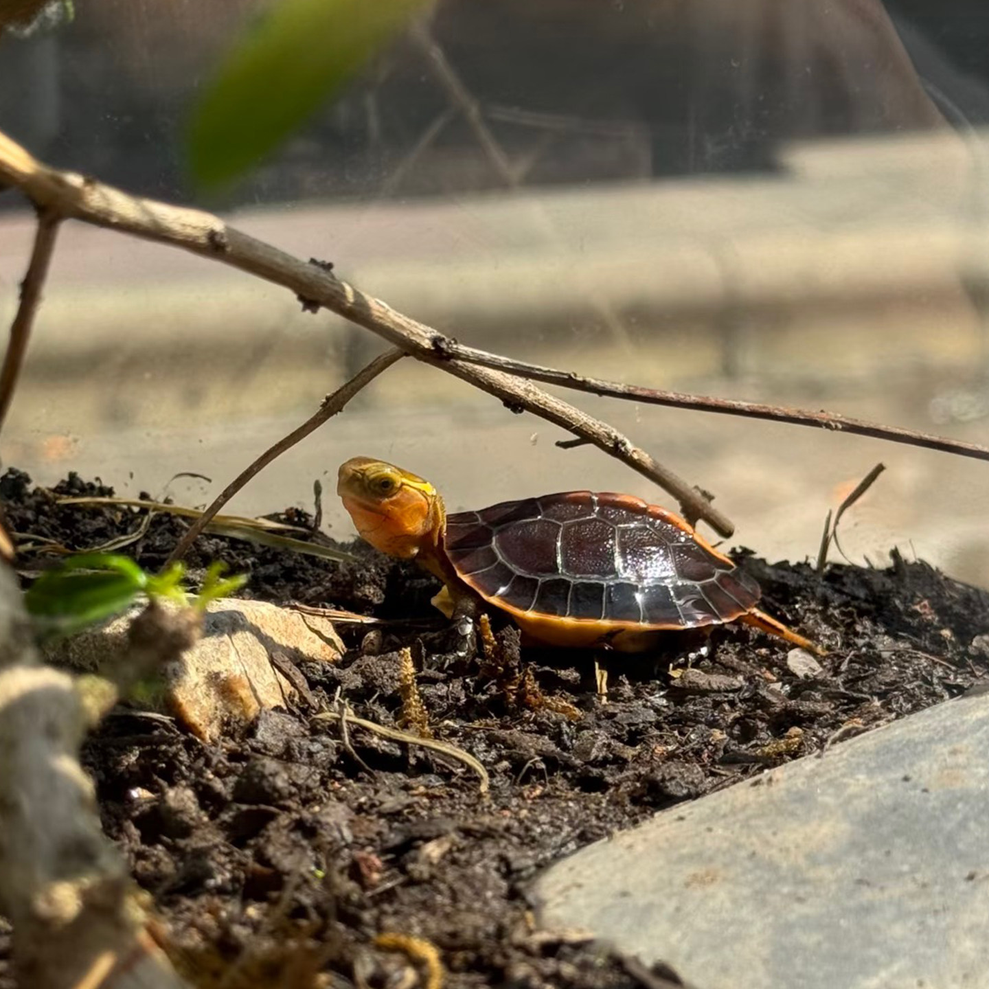 黄缘龟幼龟安缘龟苗闭壳观赏宠物乌龟活体网红龟可挑选包售后台缘,淘宝优惠券,粉丝福利购,淘宝优惠卷