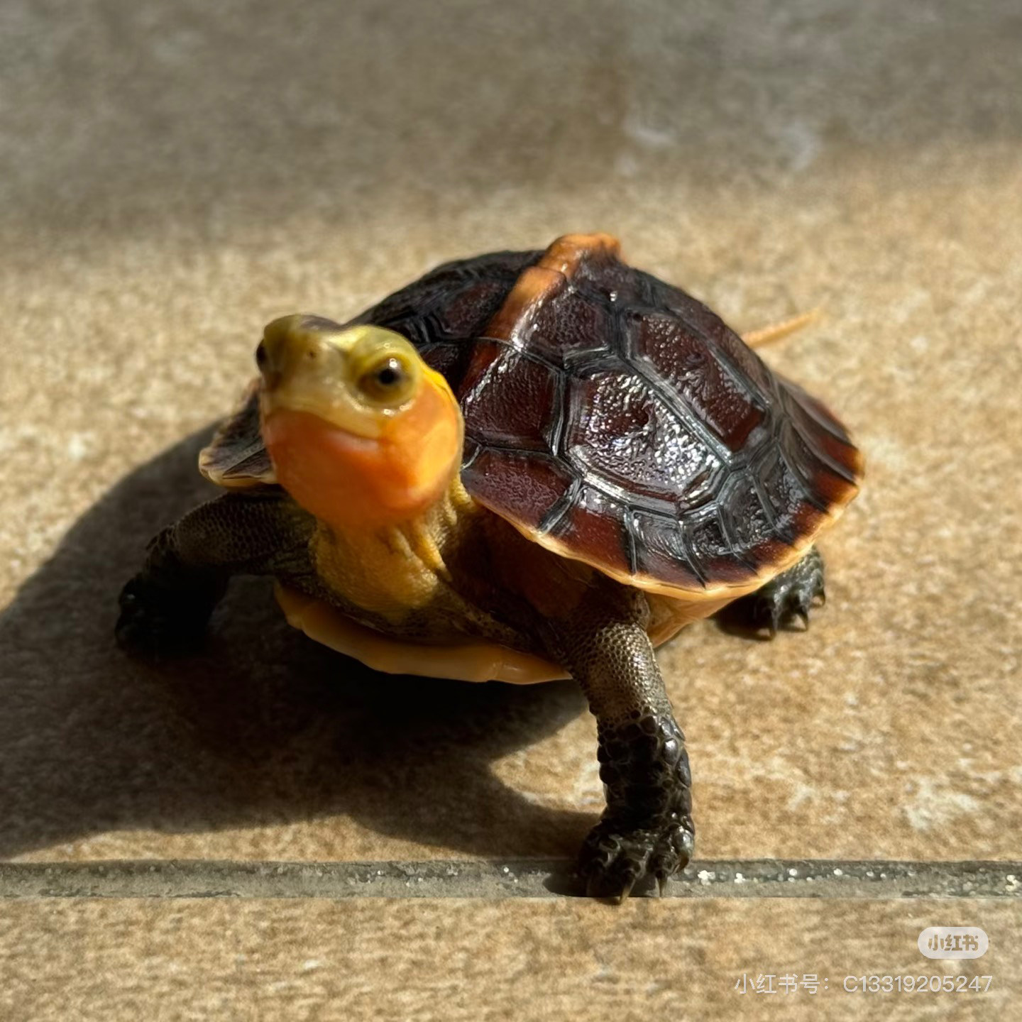 黄缘龟幼龟安缘龟苗闭壳观赏宠物乌龟活体网红龟可挑选包售后台缘,淘宝优惠券,粉丝福利购,淘宝优惠卷
