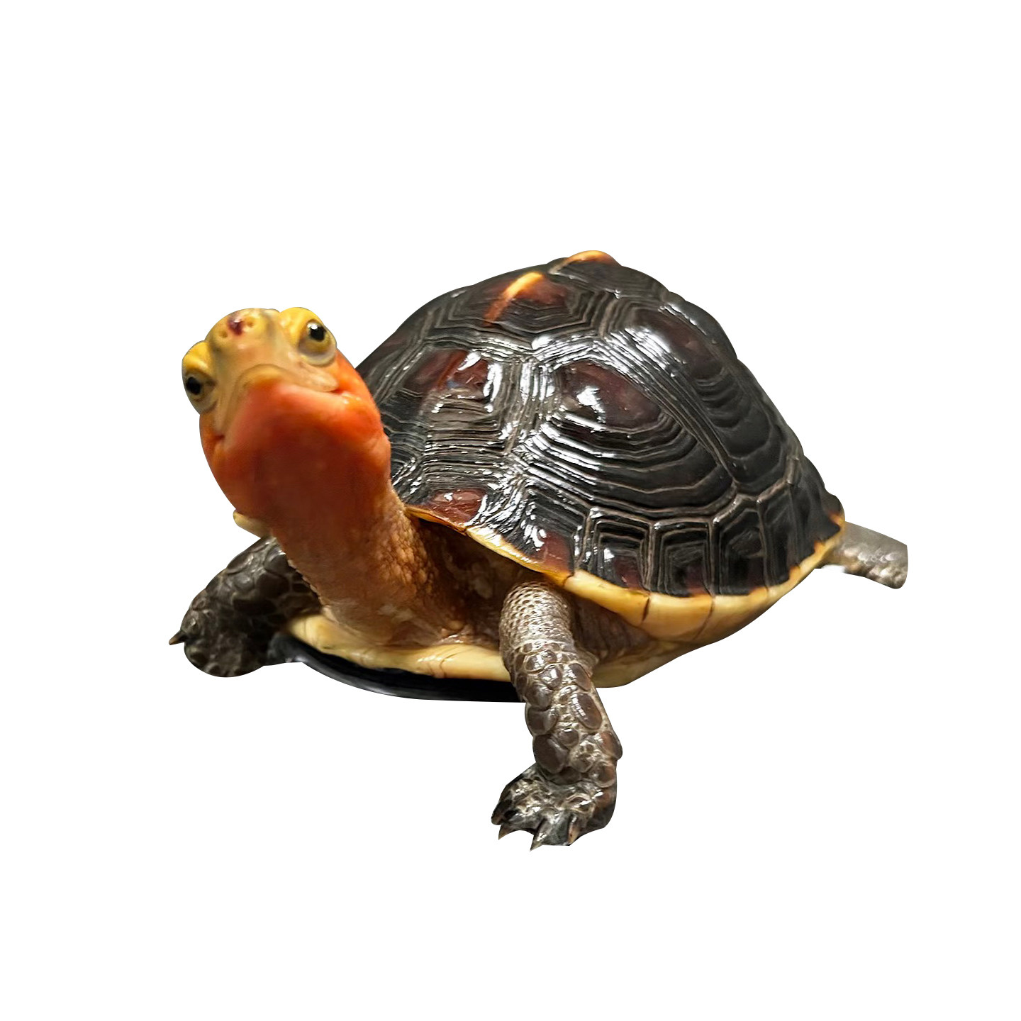 黄缘龟幼龟安缘龟苗闭壳观赏宠物乌龟活体网红龟可挑选包售后台缘,淘宝优惠券,粉丝福利购,淘宝优惠卷