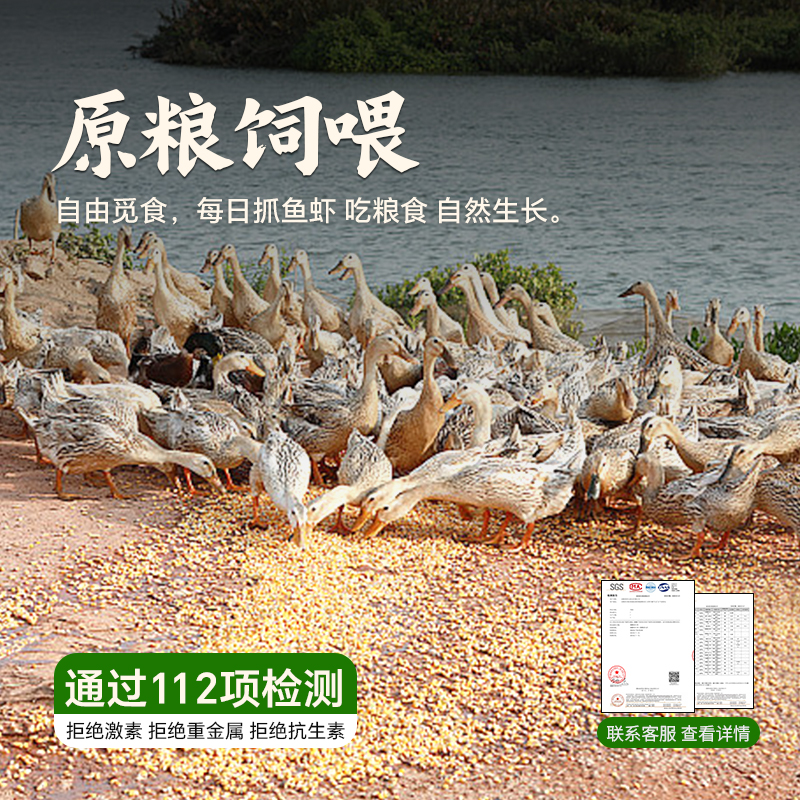 杨博士皖南深山散养土鸡新鲜现杀现发老母鸡孕妇月子鸡柴鸡草地鸡