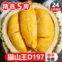 (insured 5 room) live selection of fruit Malaysia D197 cat mountain king durian liquid nitrogen frozen fresh fruit with shell