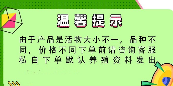 香猪活体幼崽家养纯种宠物猪活物可爱萌宠网红猪仔迷你猪公小香-图2