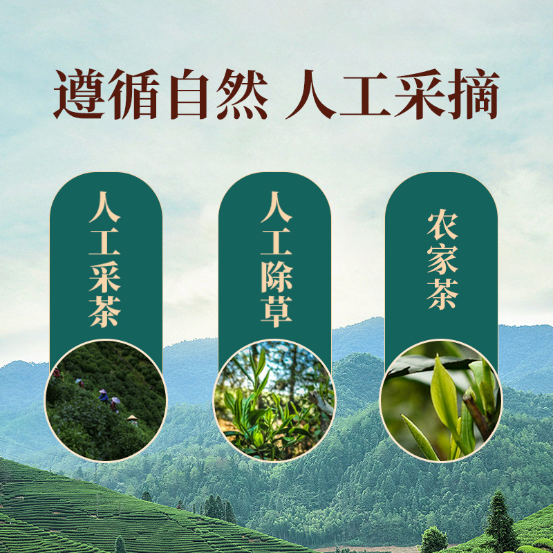 2023白露茶河源紫金蜜香绿茶蝉茶叶龙窝浓香茶叶高山云雾送礼佳品