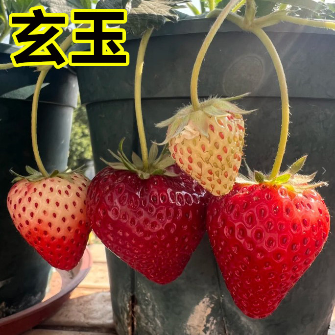 超甜黑珍珠草莓苗四季结果树苗室内奶油盆栽草莓秧红颜阳台庭院,淘宝优惠券,粉丝福利购,淘宝优惠卷