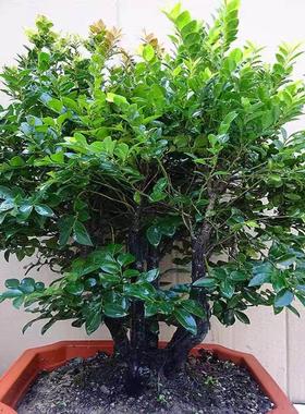 小叶紫檀盆景植物树桩室内客厅桌面老桩盆栽四季常青易养绿植