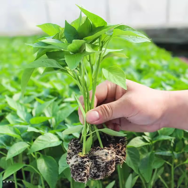 高产线椒苗秧苗早熟辣椒苗超长二荆条苗四季播菜园阳台南方种菜苗 - 图2