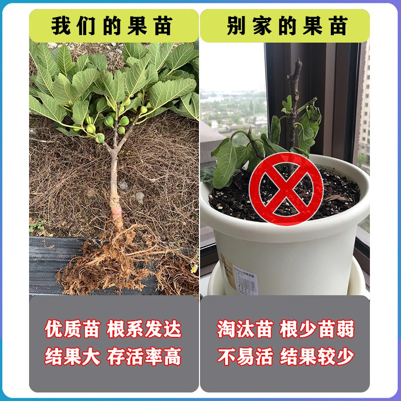 金傲芬无花果树苗南北方庭院地栽盆栽种植特大嫁接果树苗当年结果 - 图0