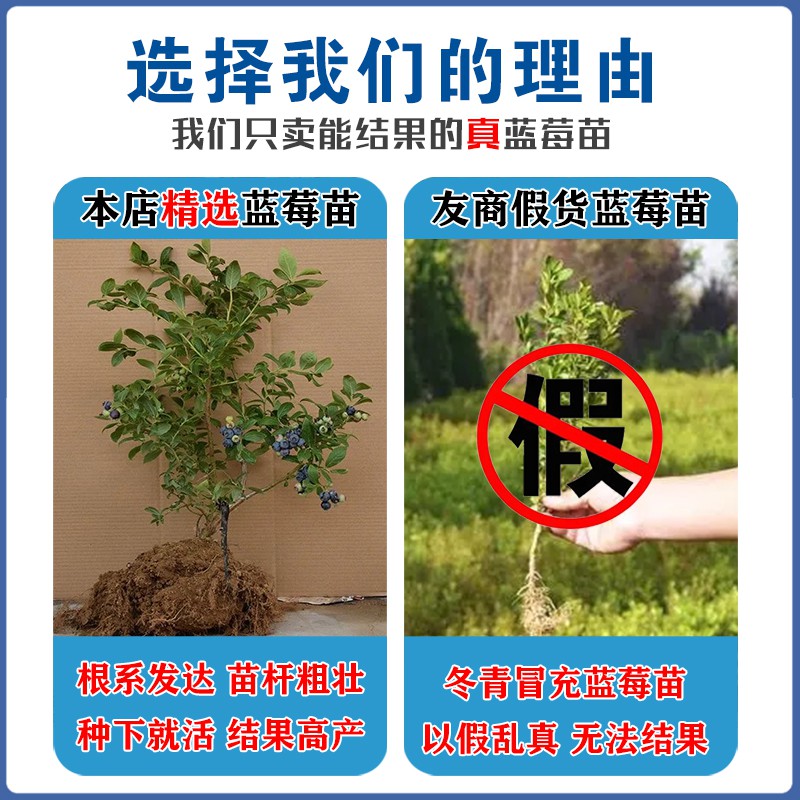 蓝莓树果苗蓝莓苗盆栽地栽果苗带大果南北方种植苗兔眼绿宝石果树 - 图0