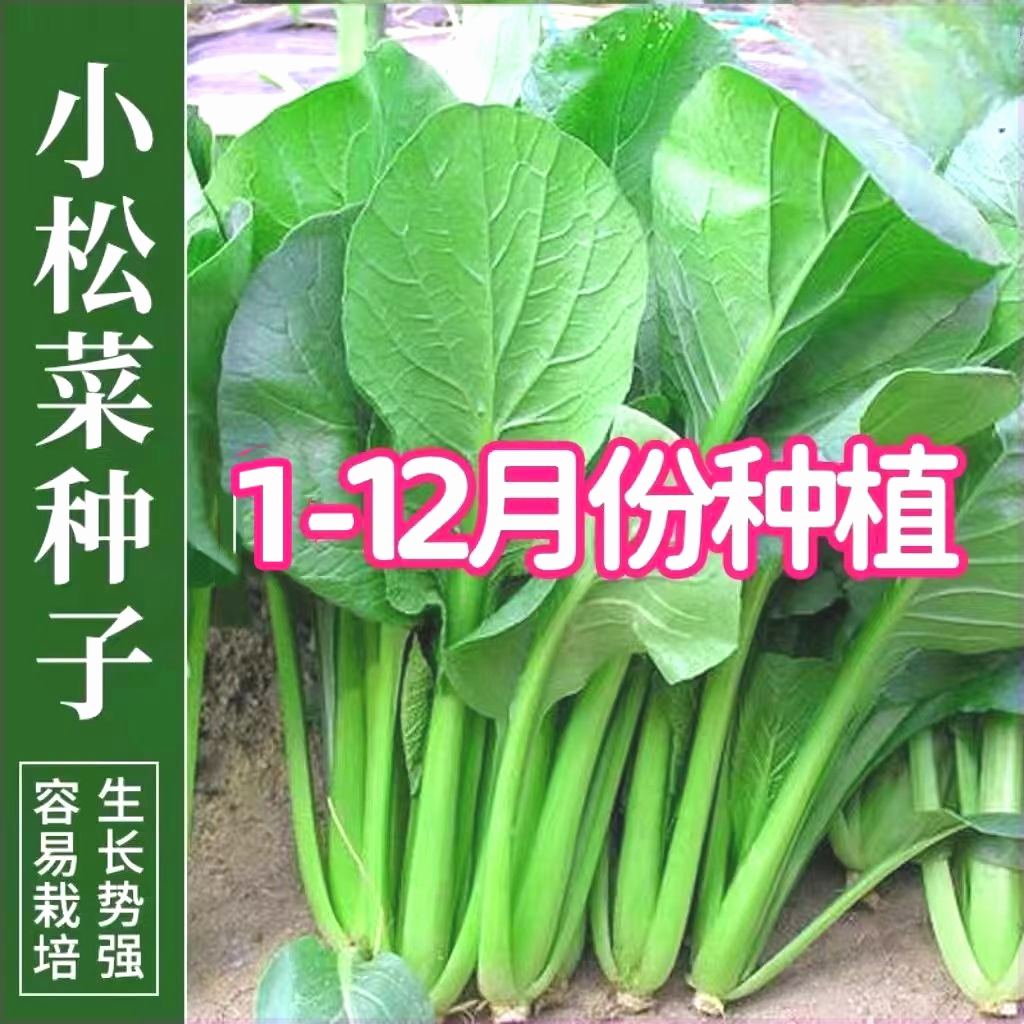正宗小菘菜种子小松菜籽四季耐热速生耐寒青梗菜阳台青松菜小青菜 - 图0