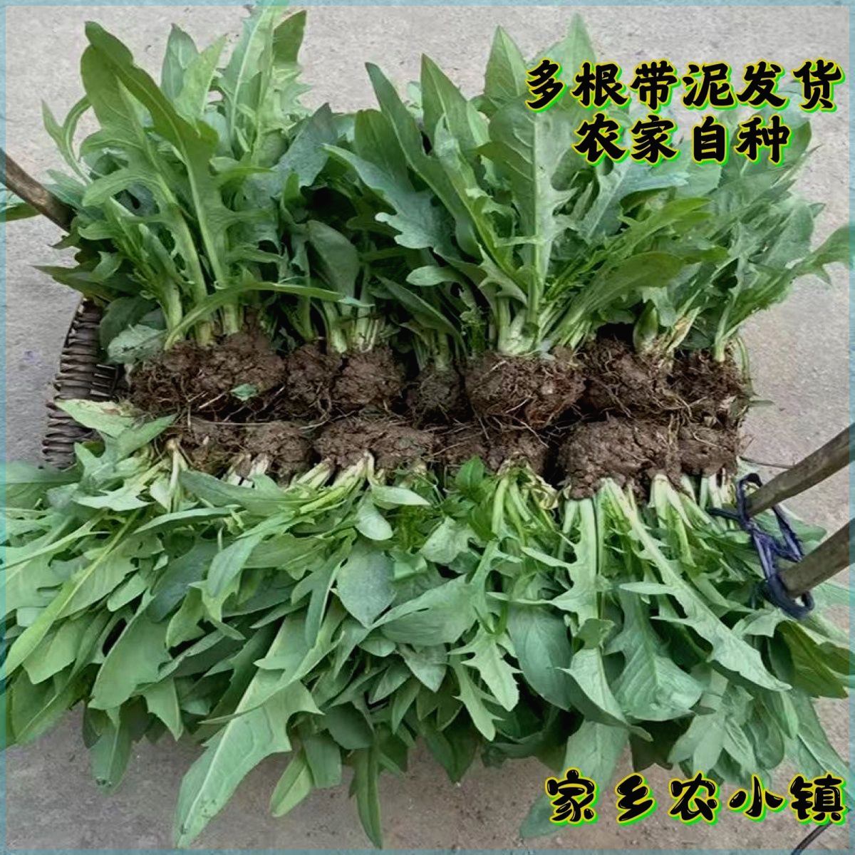 正宗广西博白甜麦菜甜麦栽种容易带泥发货软口脆盆栽新鲜蔬菜四季 - 图1