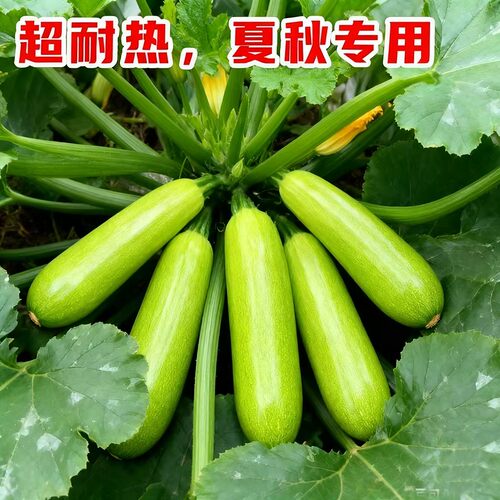 早青西葫芦种子嫩南瓜春季高产易播种植盆栽阳台疏蔬菜农家作物籽 - 图1