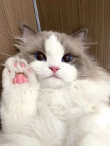 Puppet Cat Young Cat Blue Twin Sea Bicolor Pure Breed Pedigi Pet Cat House Long fur Puppet Puppet Fairy Cat Living Things