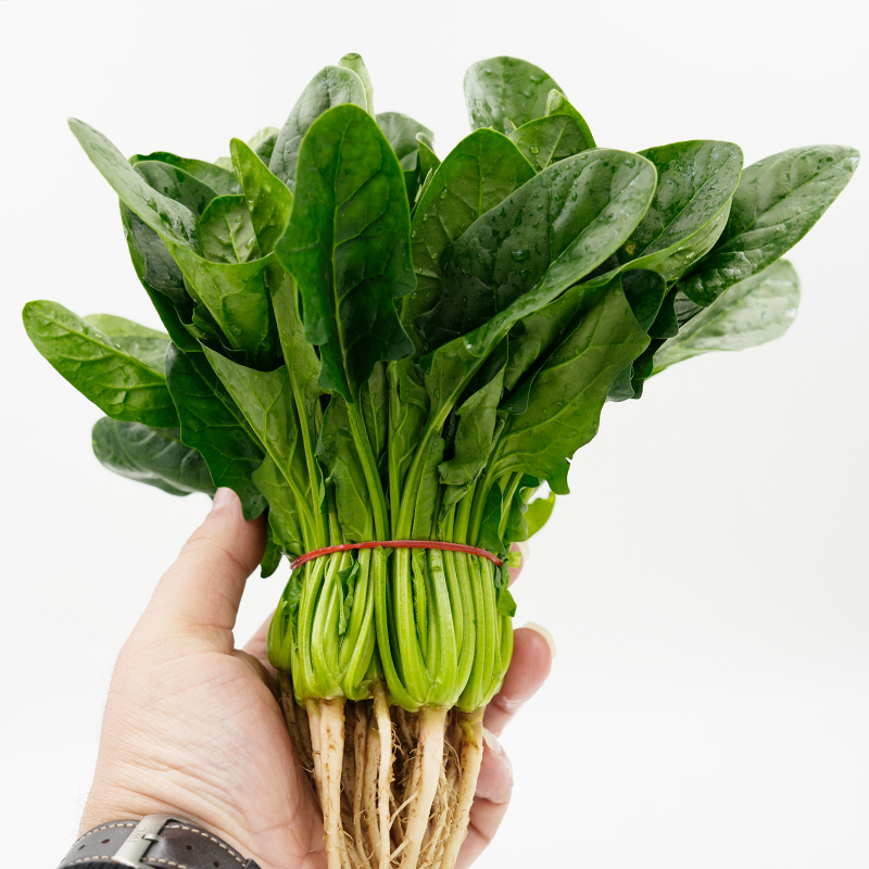 菠菜1-5斤 新鲜采摘时令农家蔬菜火锅食材大叶菠菜红根赤根波斯菜 - 图2