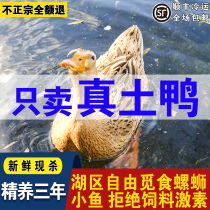 Three-year-old duck now kills duck and duck mother duck meat eco-duck old duck loose and put up with water duck and duck and duck