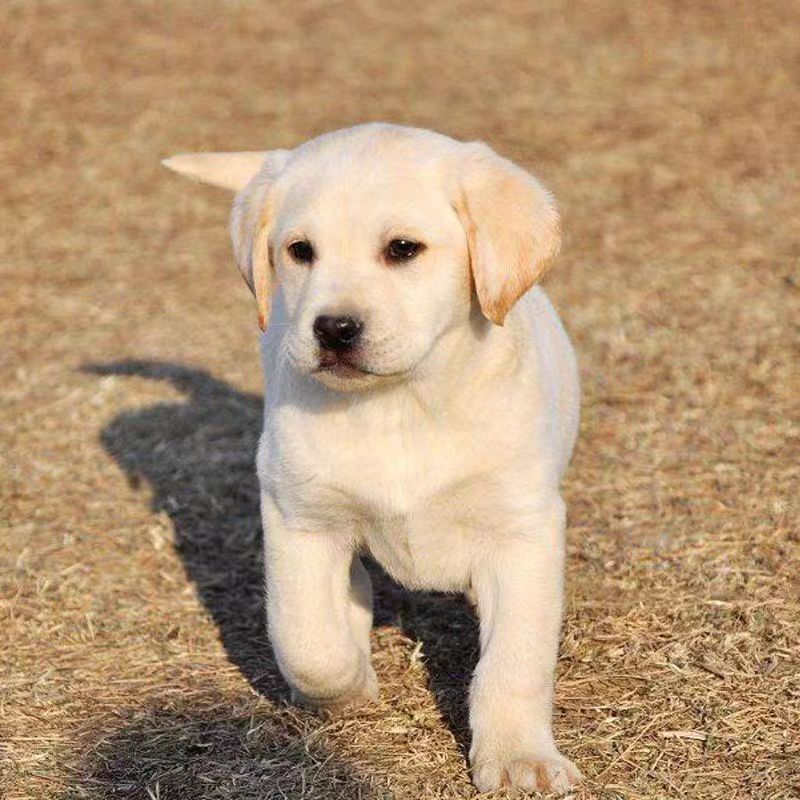 [浙江犬舍]拉布拉多幼犬小中大型宠物真物狗狗家养神犬小七小狗 - 图1