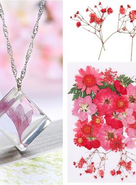 Dried Flowers UV Resin Decorative Natural Flower ers 3D Pres