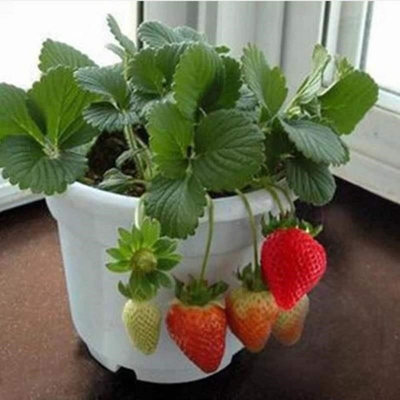 four seasons potted strawberry seeds perennial flower seeds - 图2