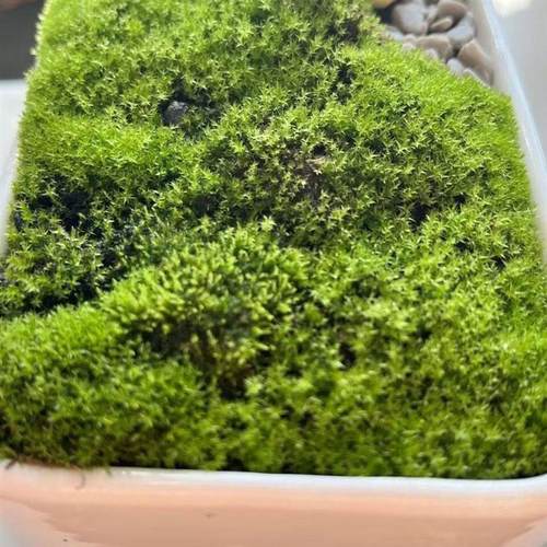 苔藓孢子粉青苔种子种籽假山吸水石盆景盆栽铺面微景观草籽朵朵藓 - 图1