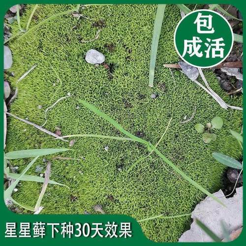 苔藓孢子粉青苔种子种籽假山吸水石盆景盆栽铺面微景观草籽朵朵藓 - 图0