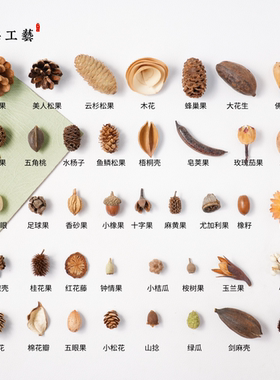天然植物果子diy标本相框制作材料松果套装幼儿手工家居壁挂装饰