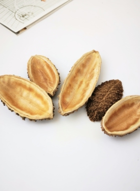 南美缸造景植物果壳进口刺猬壳海参壳小南瓜拍摄道具装饰摆饰鱼缸
