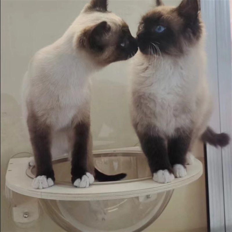 实木猫窝悬挂吸盘玻璃免打孔猫爬架透明太空舱阳台窗户吊挂床挂窝,淘宝优惠券,粉丝福利购,淘宝优惠卷