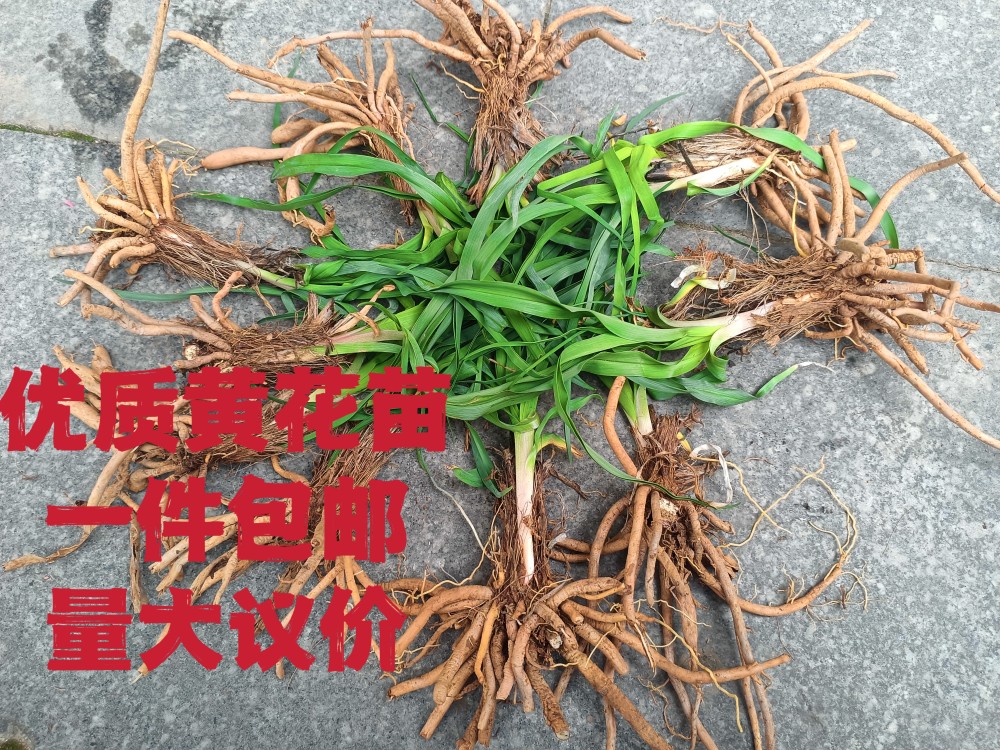 食用高产黄花菜种苗种植苗根苗金针菜苗根庭院四季种植花盆易种包 - 图1